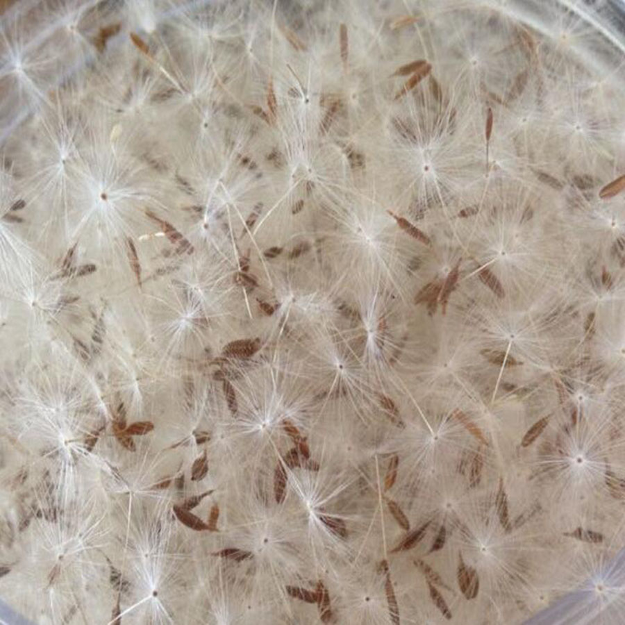 100pcs Mini White Dried Dandel - Flower Preservation Resin review and price